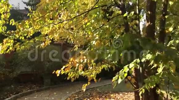 公共公园秋季的路径视频的预览图