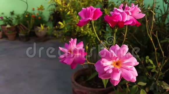 夏天花园里的粉红色玫瑰花一束印度玫瑰在风的花园特写视频的预览图