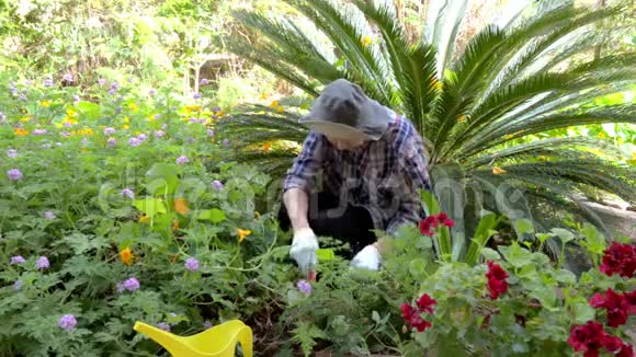 穿着格子衬衫的老妇人在后院的花园里工作时与植物交谈视频的预览图