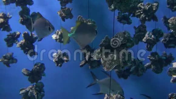 4k一个有鱼的牡蛎养殖场的水下景观视频的预览图