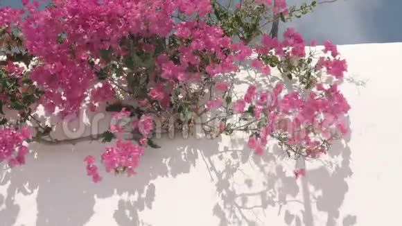 靠近希腊迈科诺斯的一栋建筑上方的粉红色布塔视频的预览图