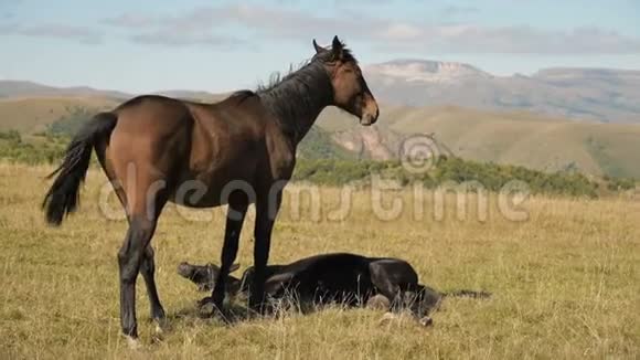 一匹棕色和黑色的马在一片高山草地上觅食周围是一群小驹农场马匹养殖视频的预览图
