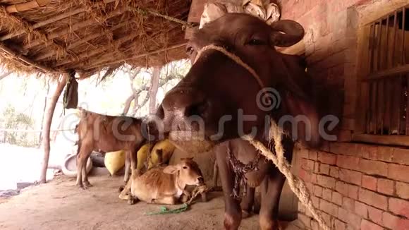 印度牛吃草咀嚼黑水牛咀嚼食物特写视频的预览图