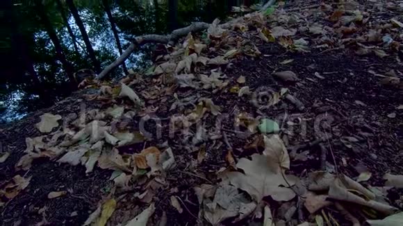 秋天湖上落叶树枝和树木的倒影倾斜起来视频的预览图