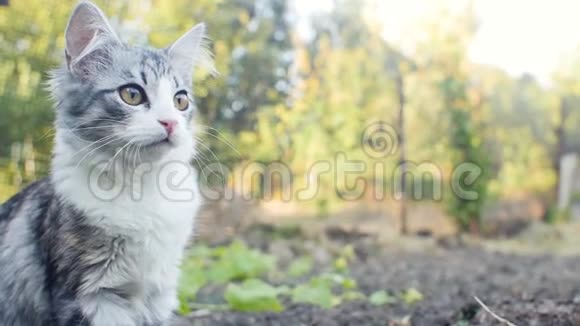 可爱的小猫在户外散步小猫观察花园宠物在户外玩耍和打猎有趣的动物视频的预览图
