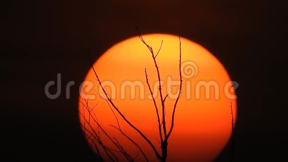 日落很快落在没有树叶的剪影树后面视频的预览图