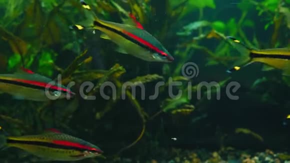 鱼在藻类水族馆游泳视频的预览图