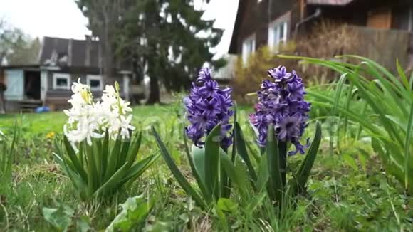 春天一座乡间小屋的后院长出了五颜六色的风信子视频的预览图