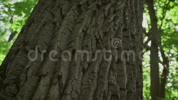 白色背景上孤立的高大树木视频的预览图