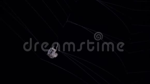 晚上在网上爬满了令人毛骨悚然的蜘蛛视频的预览图