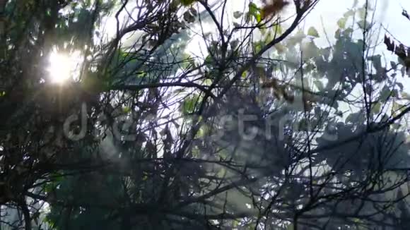 阳光穿过一棵烟熏的树视频的预览图
