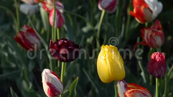 五颜六色的郁金香在春天盛开视频的预览图