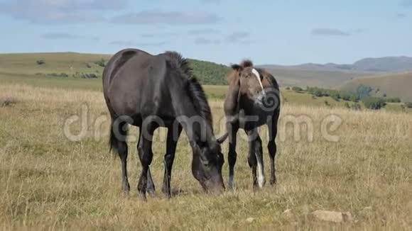 一匹黑马在一片高山草地上觅食周围是一群小驹农场马匹养殖视频的预览图