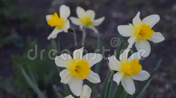 春天花园里盛开的黄色水仙花视频的预览图
