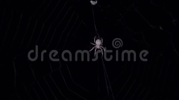 蜘蛛在网中央等待猎物晚上在网上爬满了令人毛骨悚然的蜘蛛白色蜘蛛在网上爬行视频的预览图