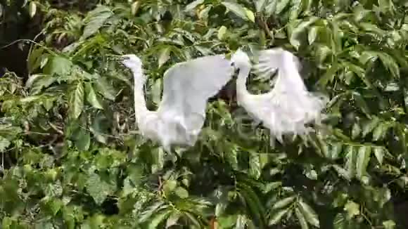 两只白鸟白鹭在湖上的树顶上飞翔视频的预览图