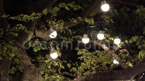 傍晚树上的一个灯泡花环浪漫的场景视频的预览图