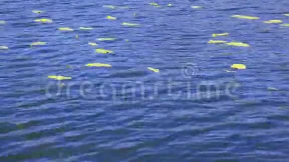 秋天的奥努马池塘水面的涟漪视频的预览图