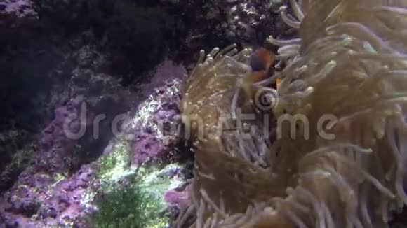 假小丑海葵或尼莫在珊瑚礁的海葵周围游泳视频的预览图