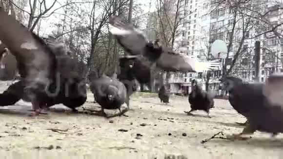 一大群鸽子从地上吃种子视频的预览图