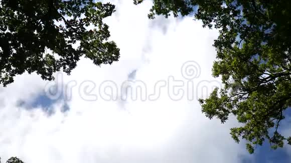 云层在树木上的时间流逝视频的预览图