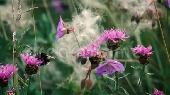 夏天一只毛茸茸的条纹大黄蜂在草地上采花蜜视频的预览图
