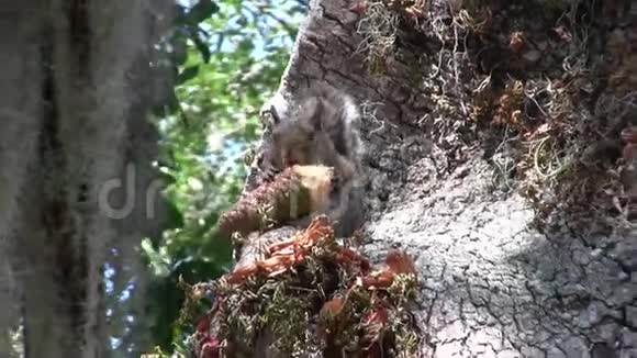 在树上用松鼠吃蛋筒视频的预览图