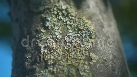 灰色树皮纹理树干有粗糙的树皮和苔藓生长蚂蚁在树皮周围奔跑视频的预览图
