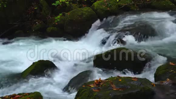 清澈的依拉西山溪流在秋天迅速流过覆盖着绿色苔藓和五颜六色叶子的岩石视频的预览图