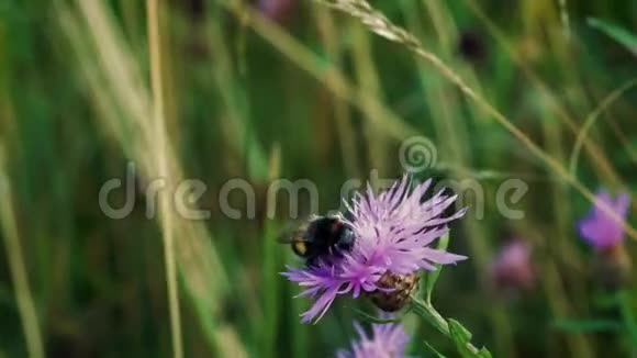 夏天一只毛茸茸的条纹大黄蜂在草地上采花蜜视频的预览图
