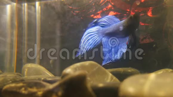 贝塔暹罗蓝黑斗鱼美丽的家水族馆视频的预览图
