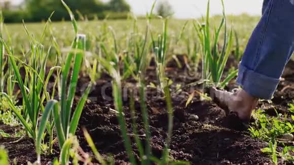 赤脚男子他的腿走在土壤中的大蒜植物在田间视频的预览图