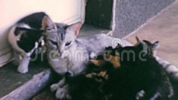 小猫和猫妈妈的档案视频的预览图