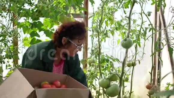 一个女农民在温室里收割农夫手里拿着一盒有机蔬菜番茄有机农场食品视频的预览图