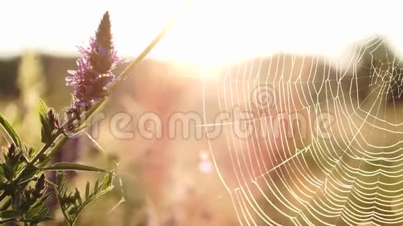 蜘蛛网上的野花对抗阳光特写与自然的联系民俗乡村生活乡村视频的预览图