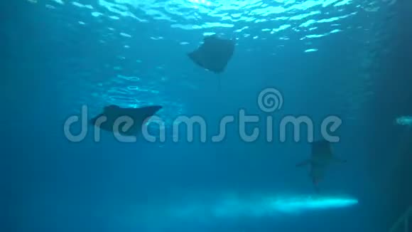 4k观看水下巨大的曼塔射线和一条鲨鱼游泳视频的预览图