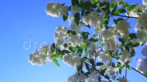 迎春花在花园的风中用白色的花在蓝天上特写树枝视频的预览图