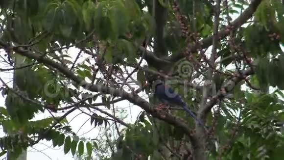 4K台湾台北公园的一棵树上有一只成年的台湾蓝鹊视频的预览图