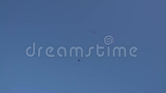 4意大利黑谷仓燕鸟飞蓝天视频的预览图