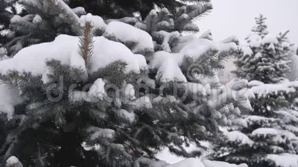 青枝杉树垂落下重雪背景冬季自然慢动作视频的预览图