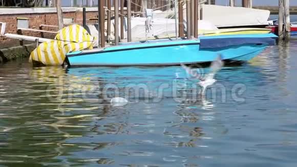 威尼斯运河中海鸥在水上飞行的慢动作视频的预览图