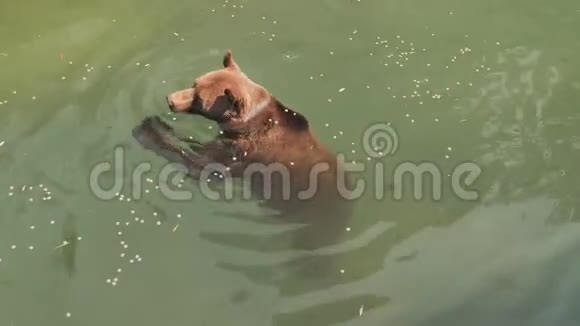 棕熊在动物园的池塘里游泳吃食物视频的预览图