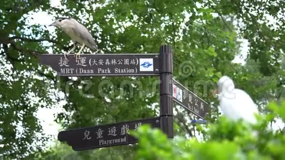4KHeron和一只白鸟在公园地铁站的信号灯上视频的预览图