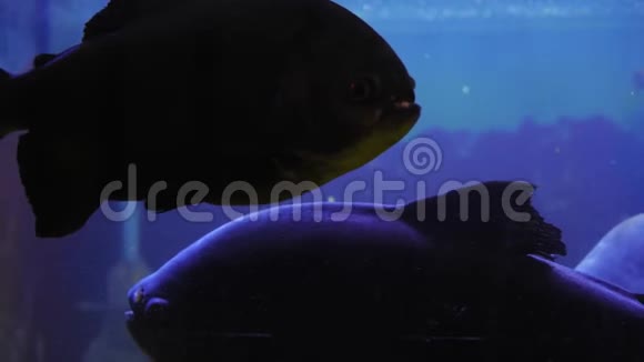 巨斑鱼在黑暗的背光水族馆里在玻璃后面游泳视频的预览图