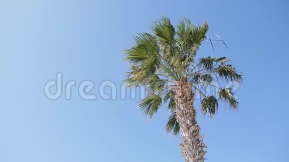 在一个风和日丽的日子里棕榈树和蓝天在后面的地面上视频的预览图