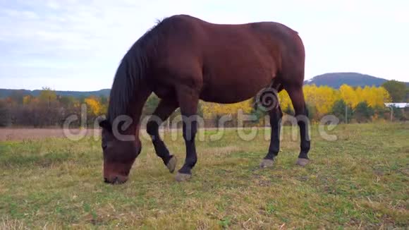 详细的马成年棕色母马放牧的轮廓图视频的预览图
