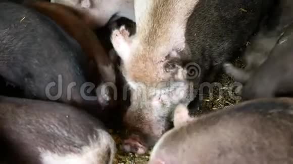 饲喂食用猪母猪和家猪猪猪猪的麦秸呈粉红色和黑色视频的预览图