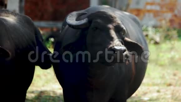 大黑牛在阳光明媚的日子里吃草视频的预览图