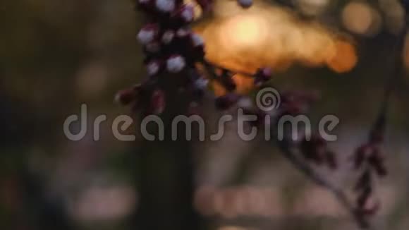 四月的樱花树芽视频的预览图