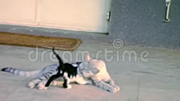 小猫和猫妈妈的档案视频的预览图